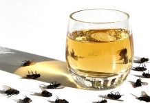 Mettez ceci dans votre maison et il n’y aura plus de mouches, de cafards ou de moustiques en moins d’1 heure !