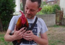 Le propriétaire a été condamné pour le chant de son coq qui gêne…